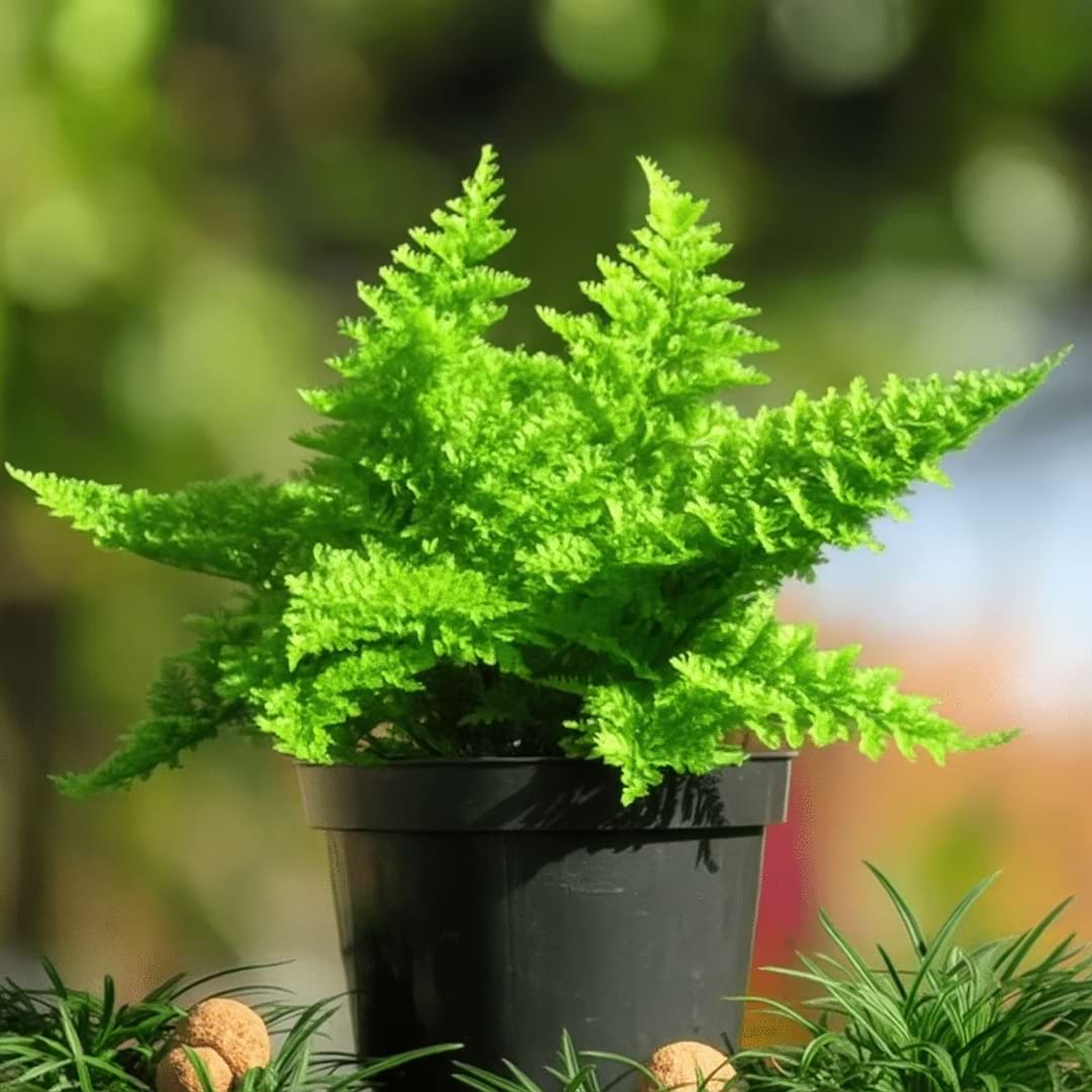 Complete Guide To Marisa Fern Care and Growth