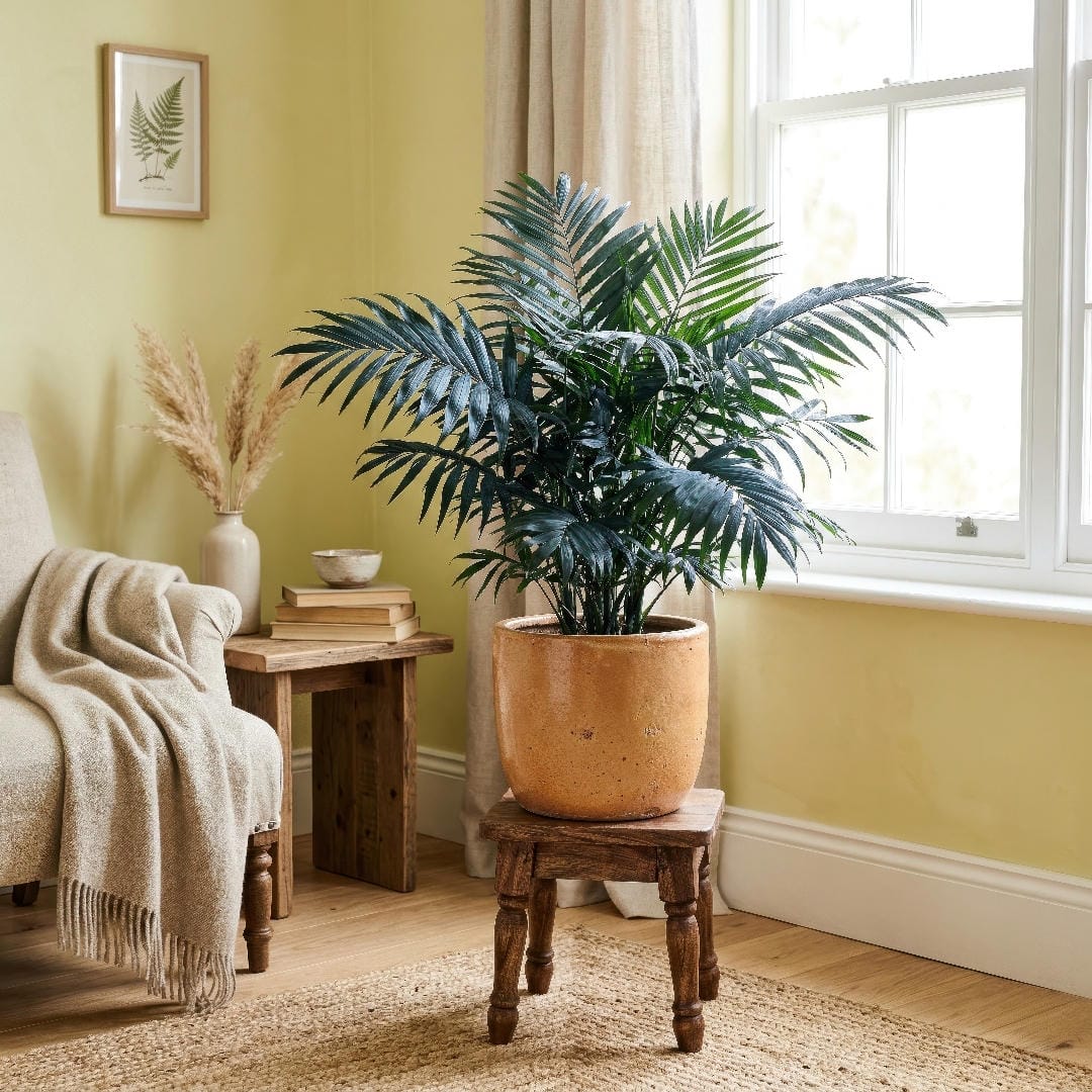 A Metallic Palm styled on a small plant stand in a bright room, paired with warm ceramic pots and other soft-textured houseplants.