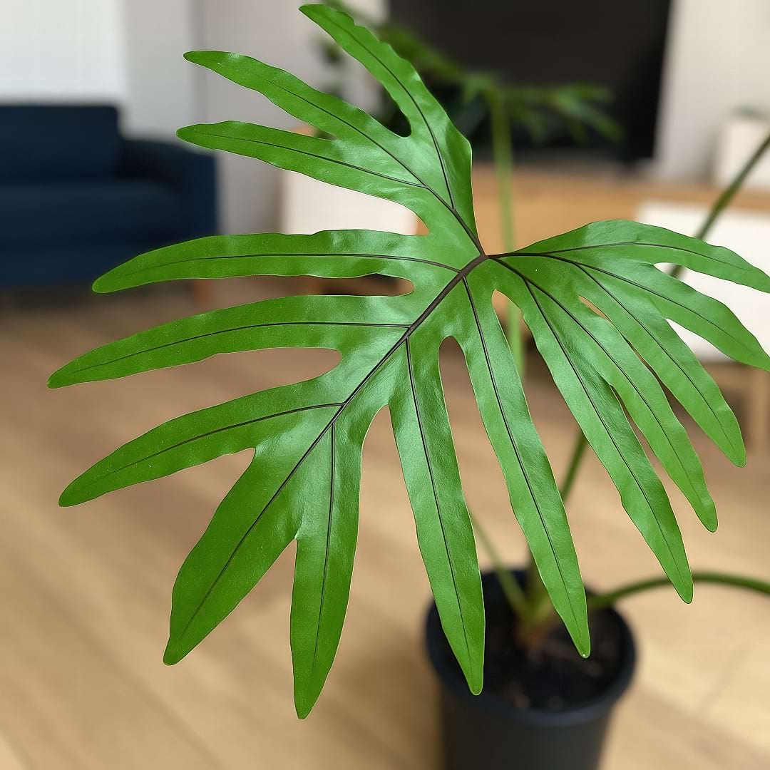 A deeply lobed, glossy frond of a Monarch Fern with prominent dark veins
