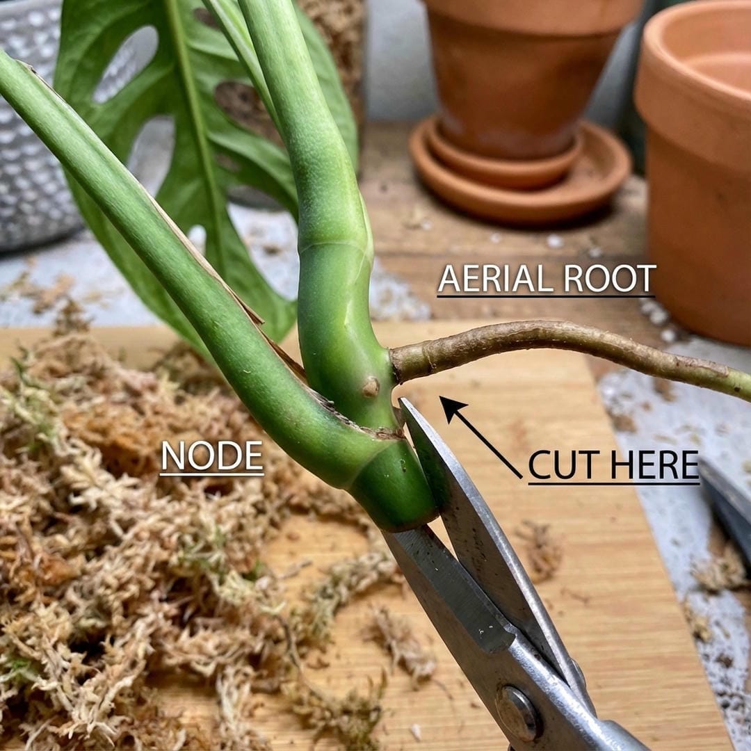 A diagram showing where to cut the stem of a Monstera Burle Marx Flame to include a node