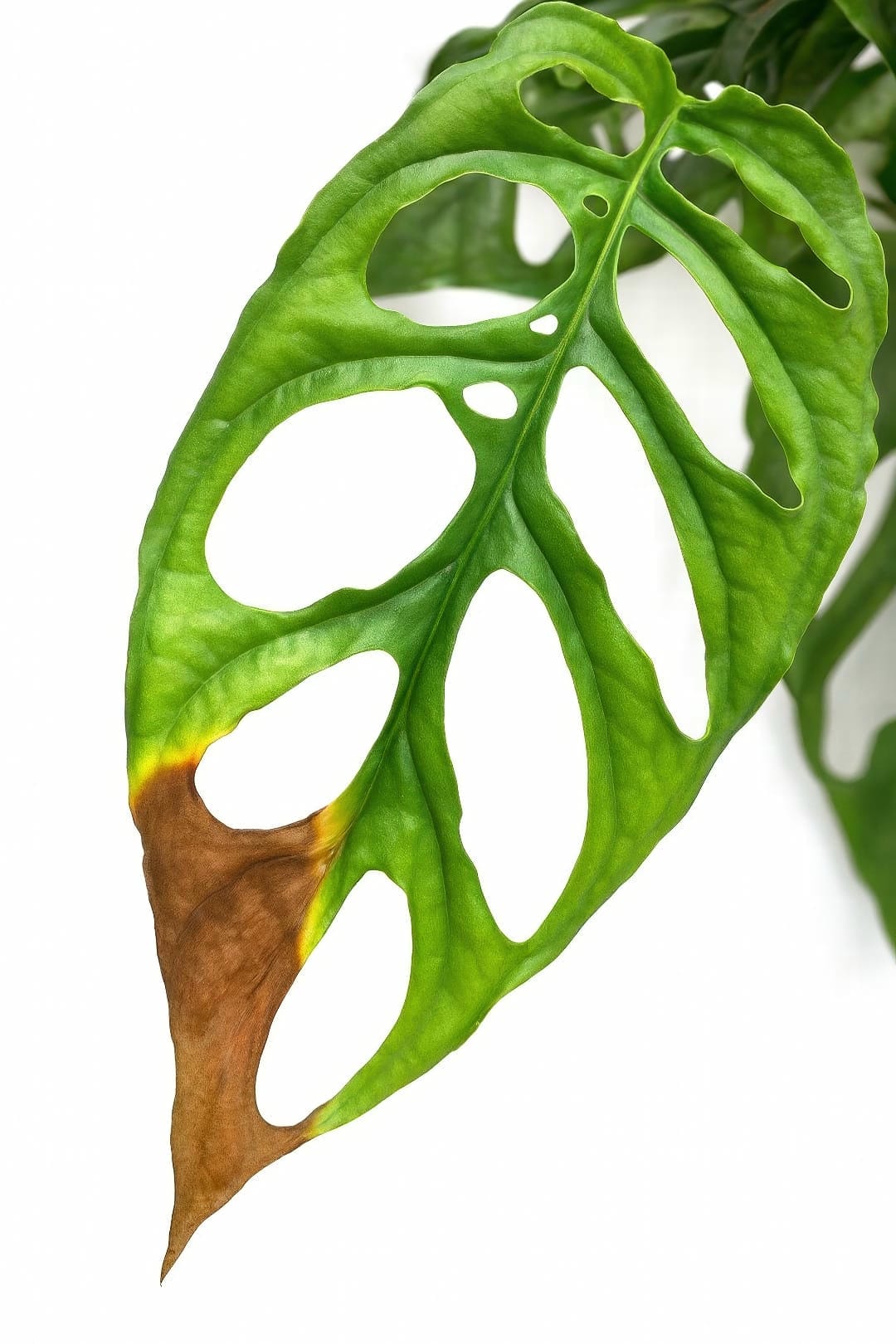 A delicate Monstera obliqua leaf showing brown, crispy edges, illustrating the effects of low humidity on the plant.