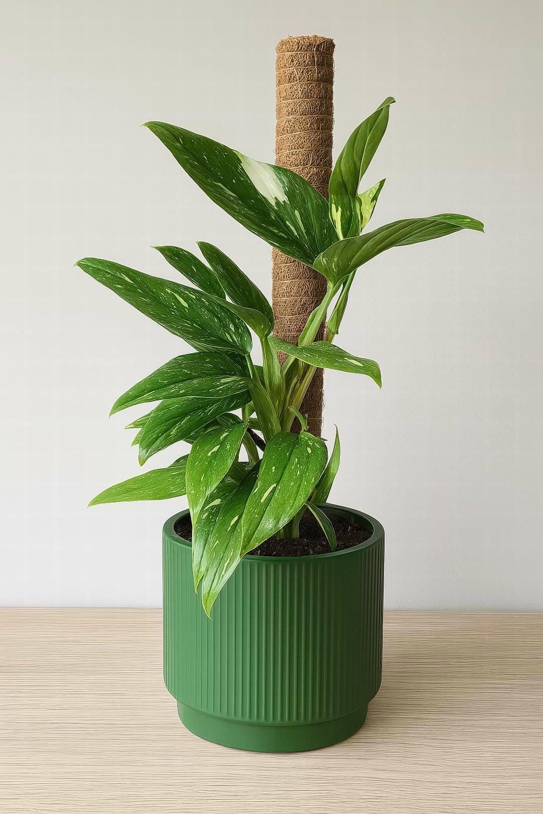 A Monstera standleyana 'Albo' climbing gracefully up a moss pole, showing off its vertical growth habit.
