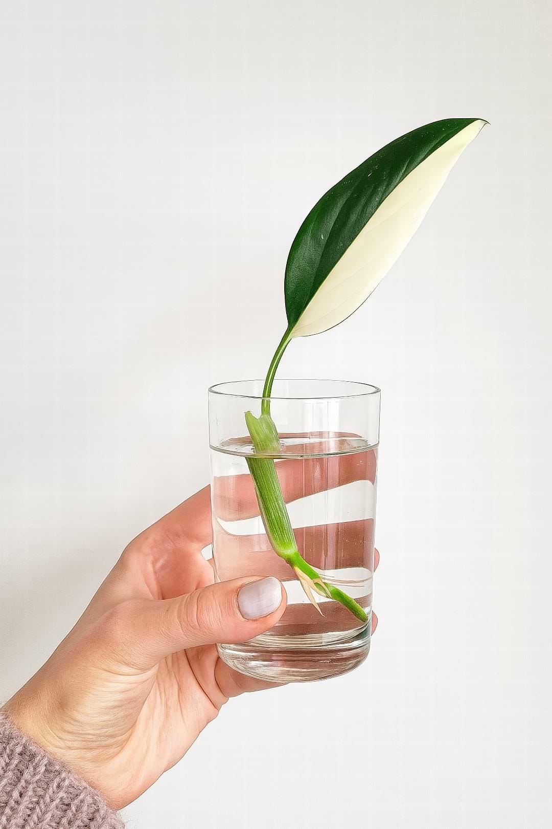 A Monstera standleyana cutting with two variegated leaves rooting in a clear glass of water.