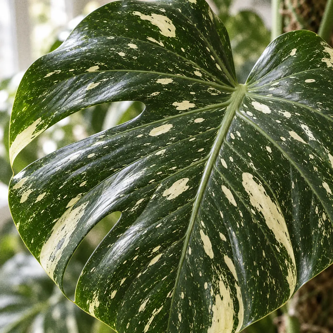A macro close-up of a single Monstera Thai Constellation leaf filling the frame, showing creamy butter-yellow speckles and marbled sectors scattered across a deep green corrugated surface with an oval fenestration