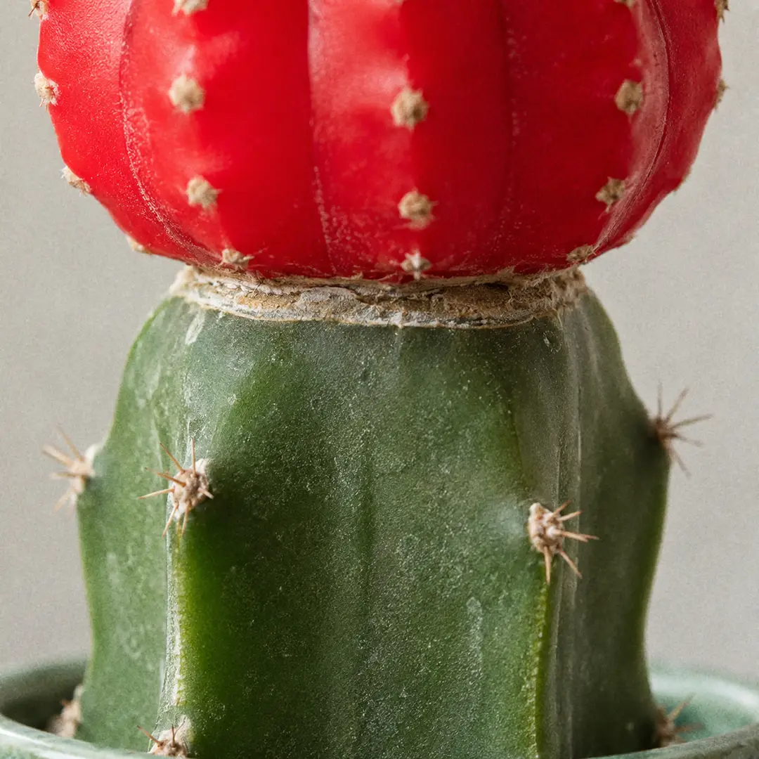 Macro close-up of the graft union between a vivid red ball-shaped Moon Cactus scion and the green columnar Hylocereus rootstock, showing the clean horizontal seam where the two cacti are fused, with fine ribs of both species visible at the join