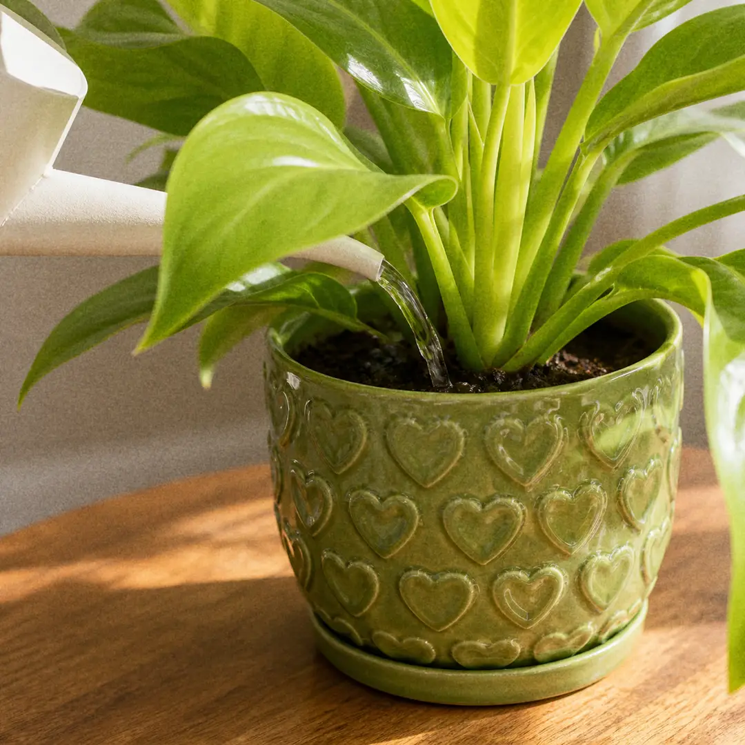 A close-up of a slender-spouted watering can pouring water at the soil line of a Moonlight Philodendron in a green ceramic pot with a heart motif, with droplets visible on the soil surface
