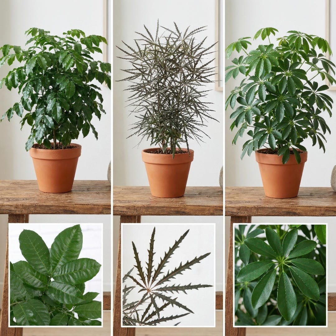 Side-by-side comparison of Natal Mahogany with False Aralia and Umbrella Plant to show differences in leaf shape, texture, and canopy density.