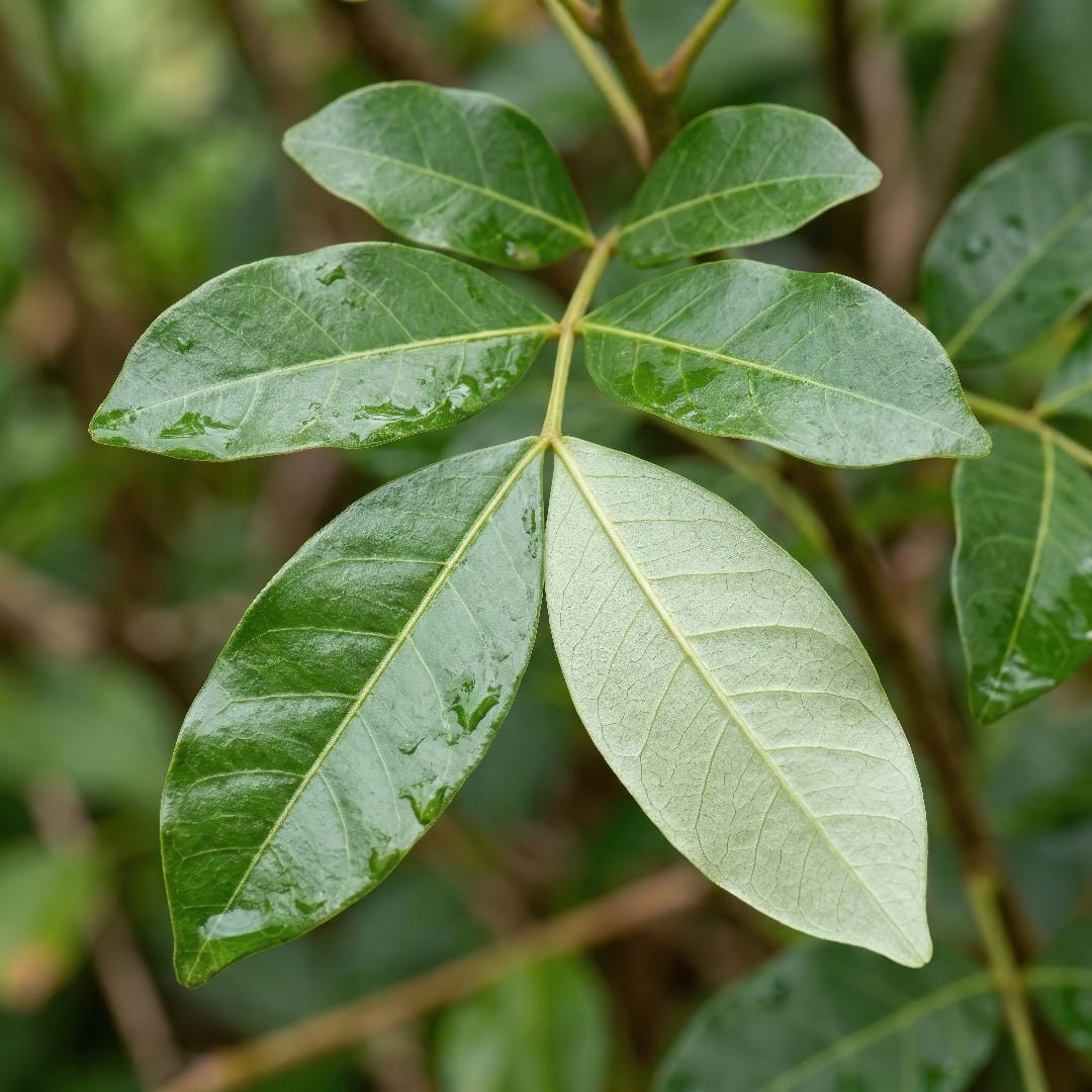 Close-up of Natal Mahogany leaflets showing the glossy dark green upper surface, the lighter underside, and the compound leaf structure.