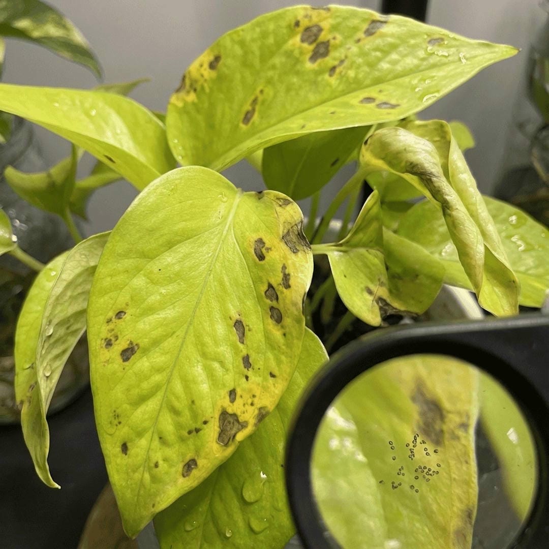 Close up of brown spots on Neon Pothos leaves caused by overwatering