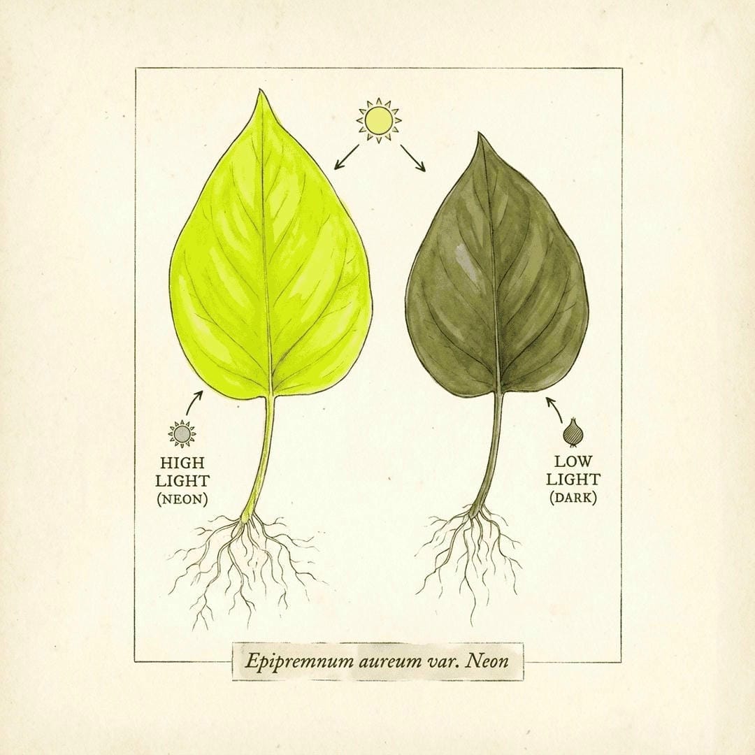 Comparison of a Neon Pothos in bright light (yellow) vs low light (green)