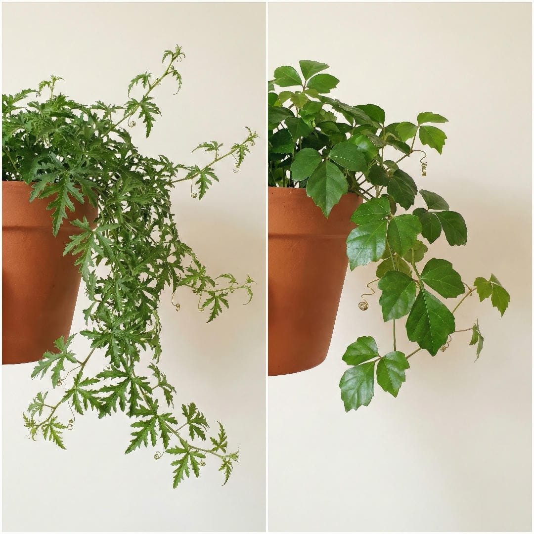 Side by side comparison of Oak Leaf Ivy Ellen Danica and standard Grape Ivy showing the difference in leaf lobing