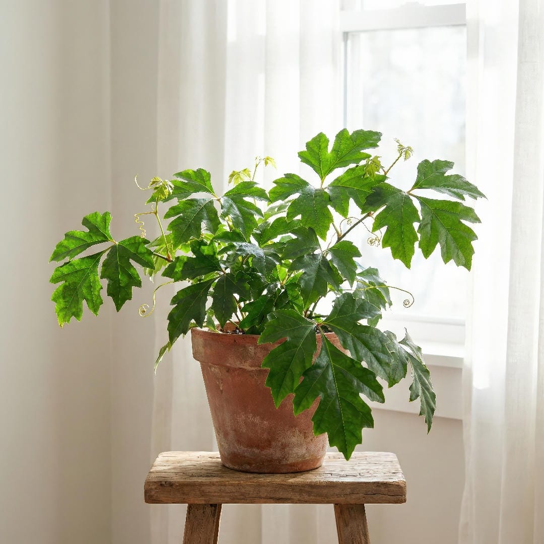 Oak Leaf Ivy plant near a bright window with filtered sunlight showing the deeply-lobed lacy leaves