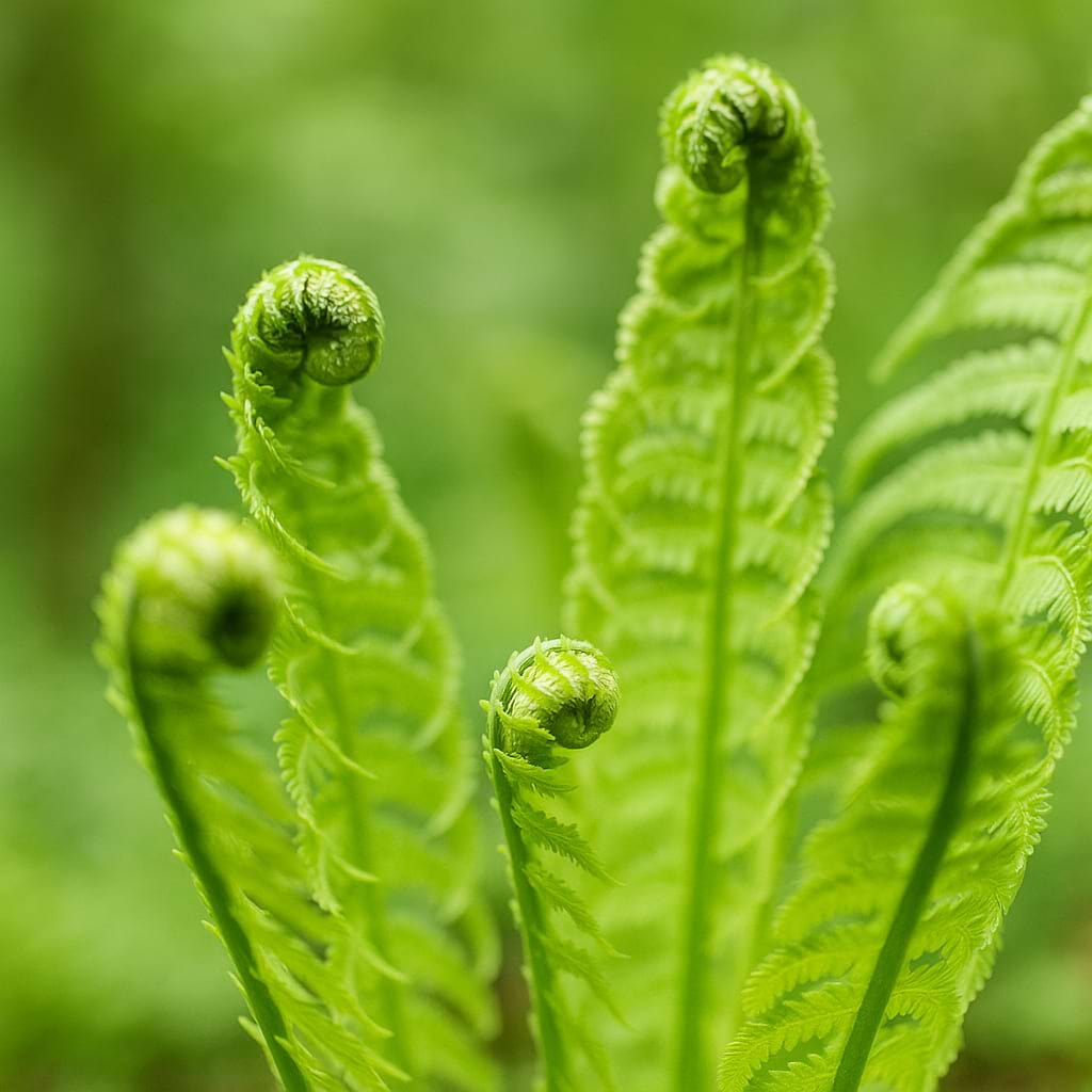 Ostrich Fern
