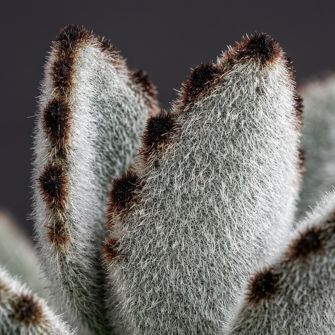 Extreme close-up macro photograph of a Panda Plant leaf showing the dense silvery-white trichomes (fine fuzzy hairs) covering the thick fleshy leaf surface and the dark chocolate-brown markings along the leaf edges and tip in incredible detail