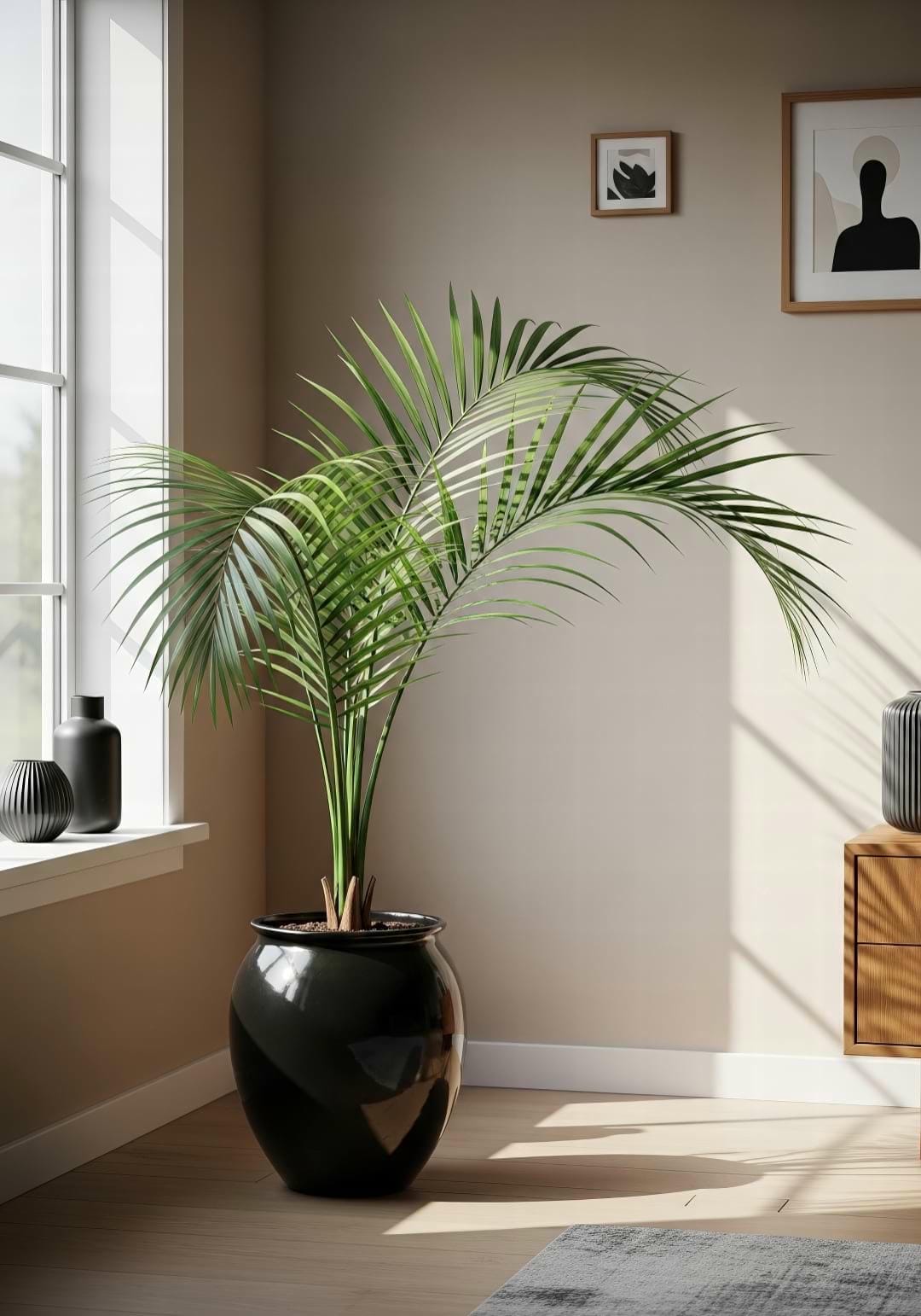 Parlor Palm