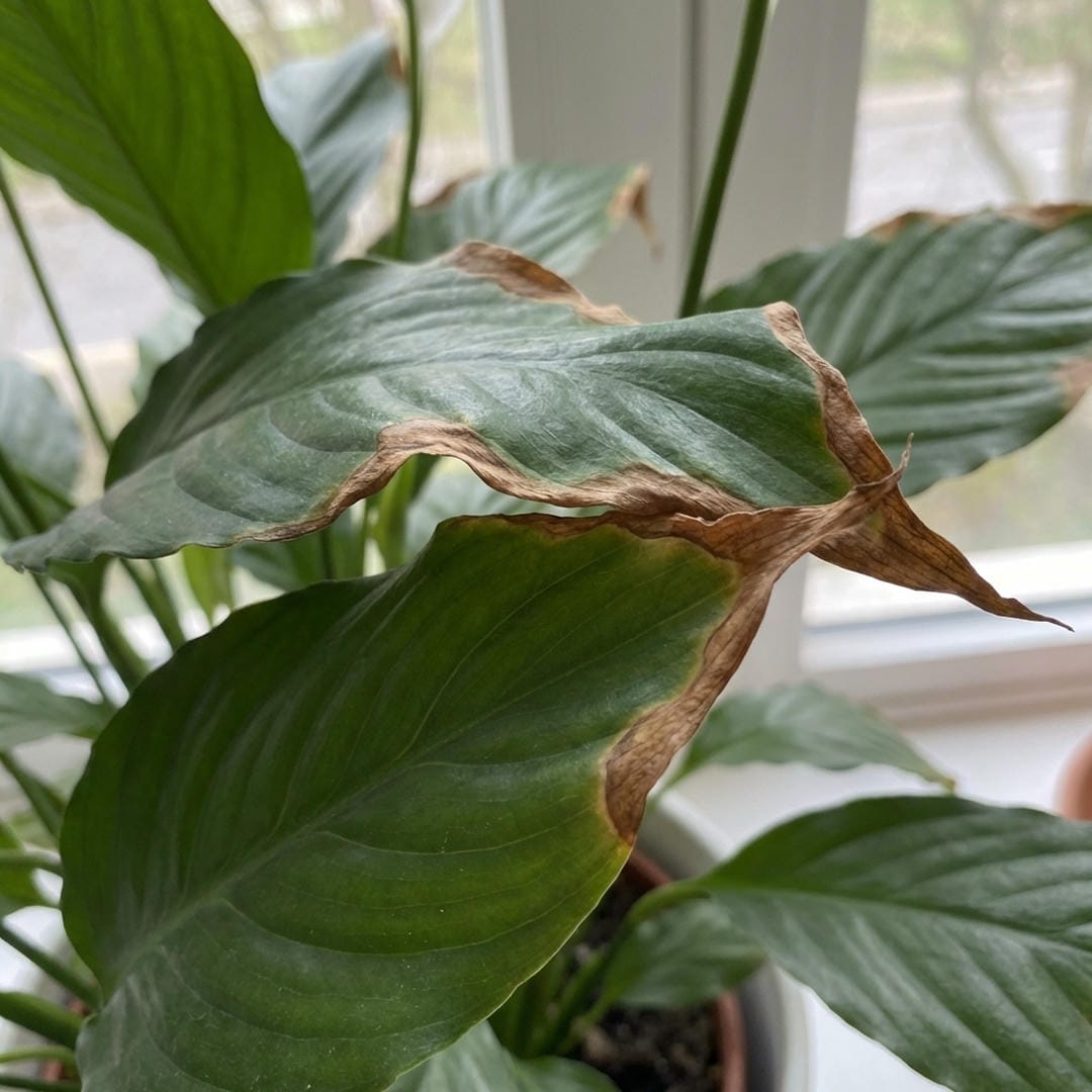 Close-up of Peace Lily leaves with brown, crispy tips