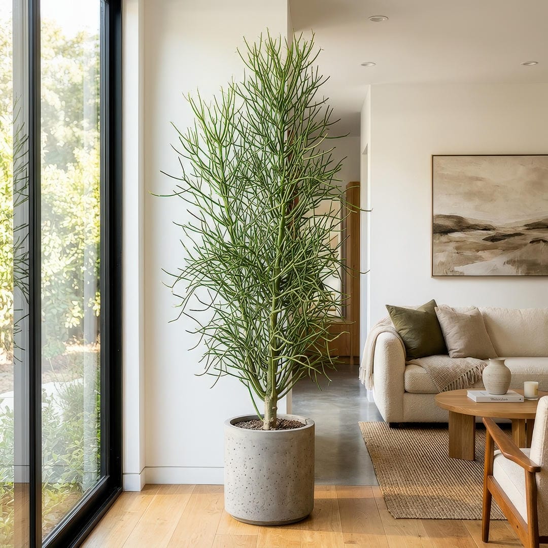 A tall bushy Pencil Cactus in a modern concrete planter displayed as a floor plant in a bright minimalist living room with natural sunlight streaming through large windows emphasizing its sculptural branching form