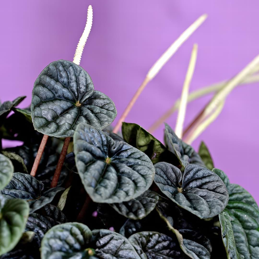 Complete Guide To Emerald Ripple Peperomia Care and Growth
