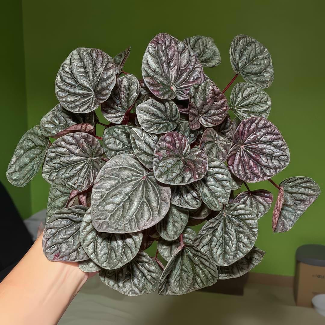 A hand holding a full, healthy Emerald Ripple Peperomia, showing its lush foliage ready for propagation.