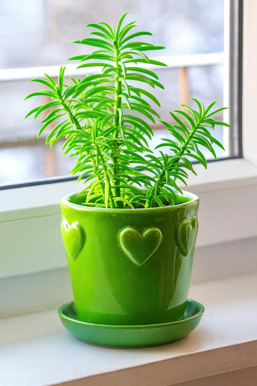 A healthy Peperomia Green Bean plant sitting in a decorative pot on a bright windowsill.