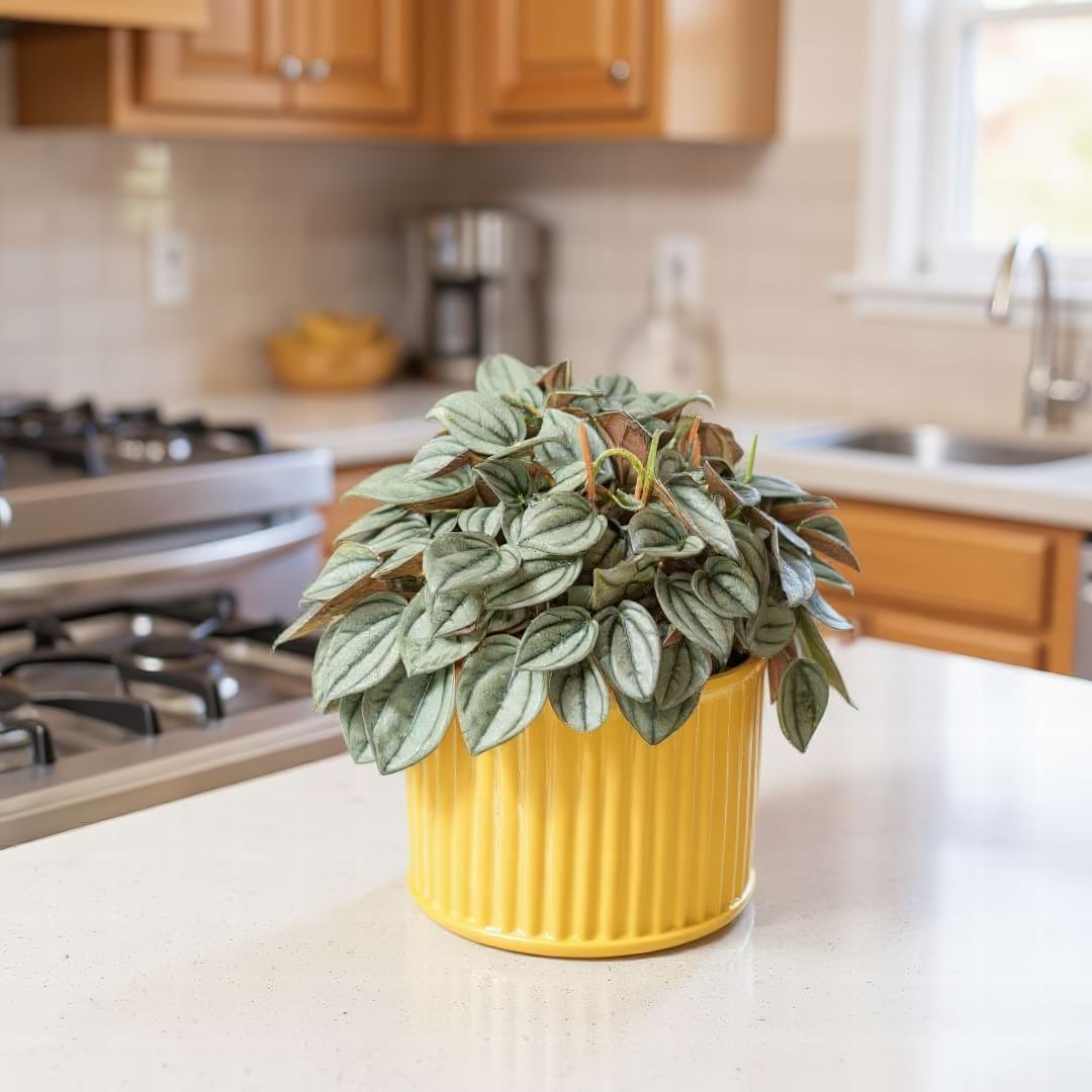A Peperomia Napoli Nights with its characteristic slender flower spikes.
