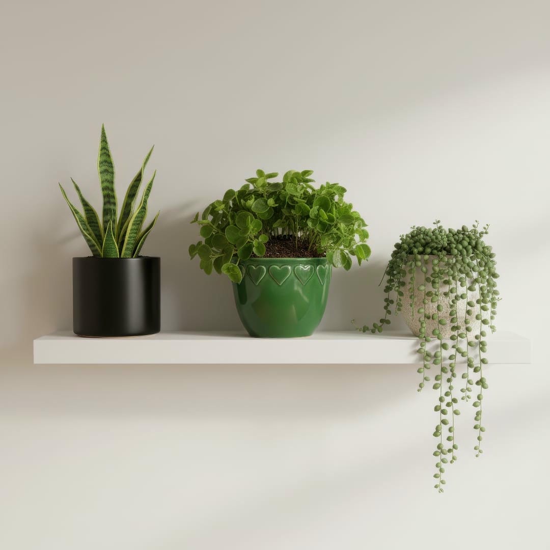 A collection of small houseplants including a Peperomia Orba on a modern white shelf.