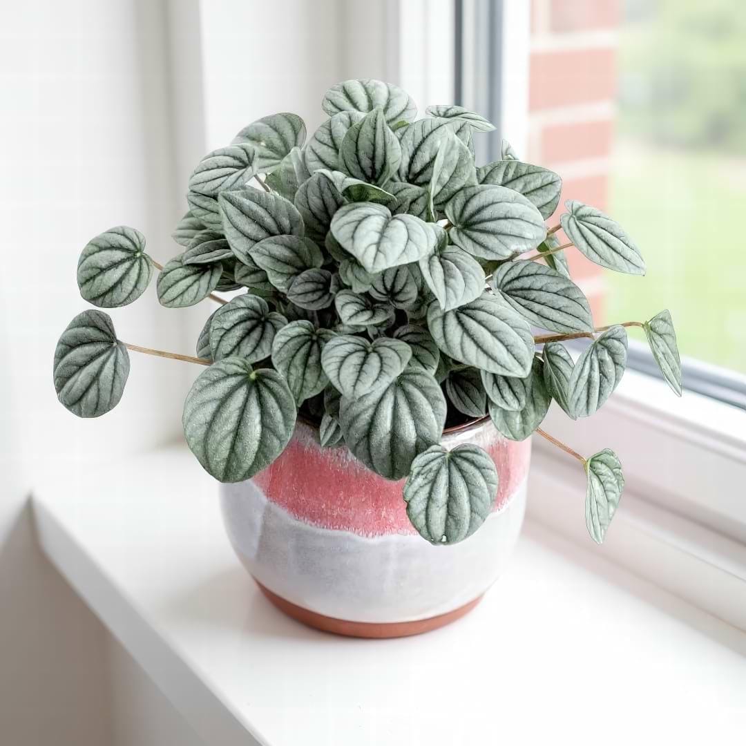 Complete Guide To Silver Ripple Peperomia Care and Growth