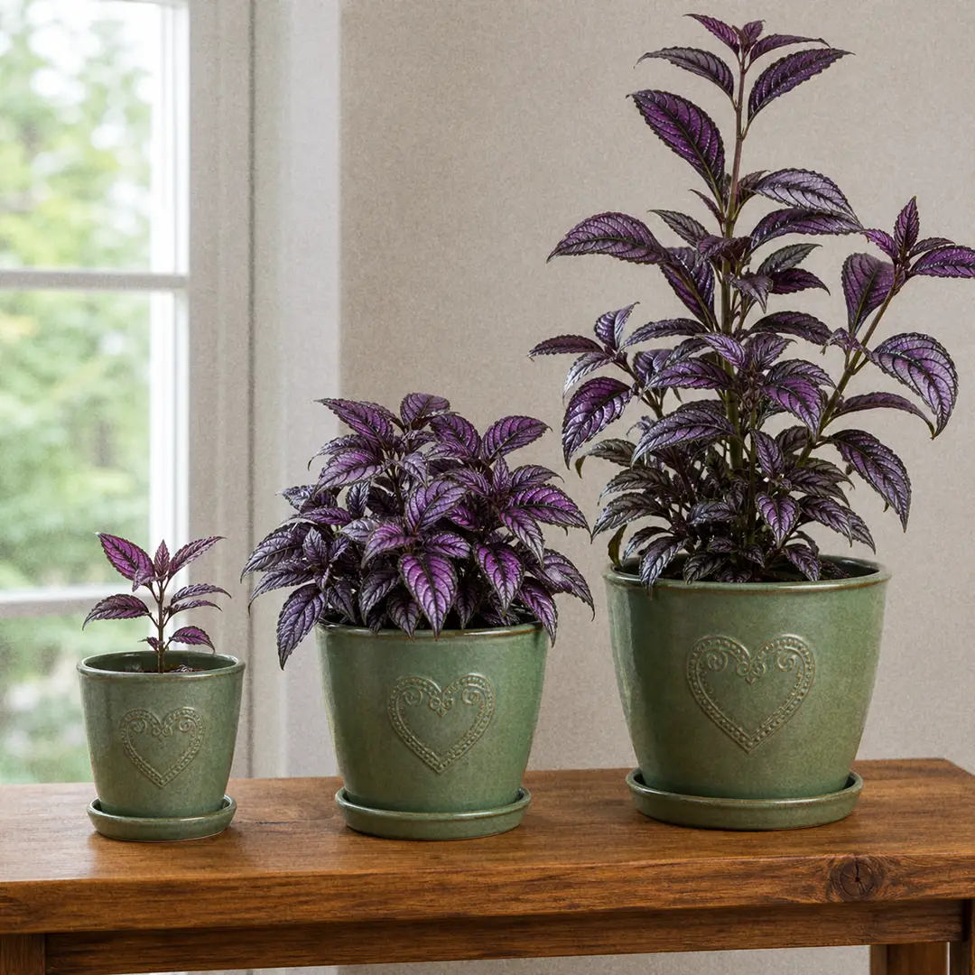 Three Persian Shield specimens of different sizes displayed side by side on a wooden shelf in matching green ceramic pots with heart motifs, showing variation in iridescence intensity and leaf size