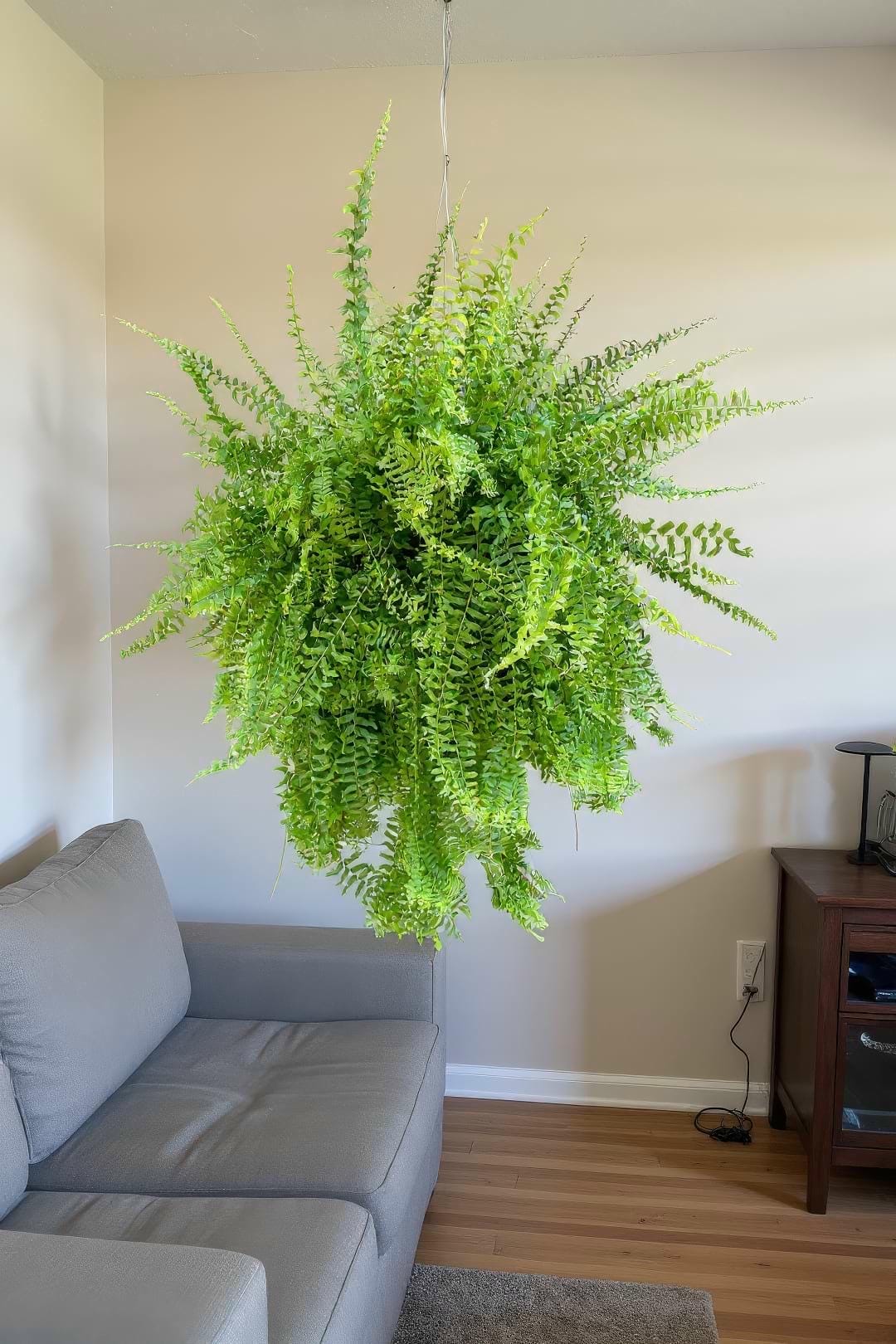 A large, lush Petticoat Fern displayed beautifully in a hanging basket indoors