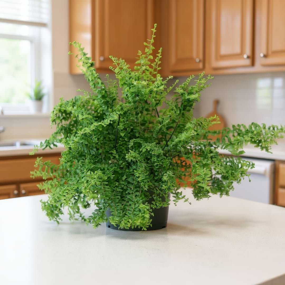 Complete Guide To Petticoat Fern Care and Growth