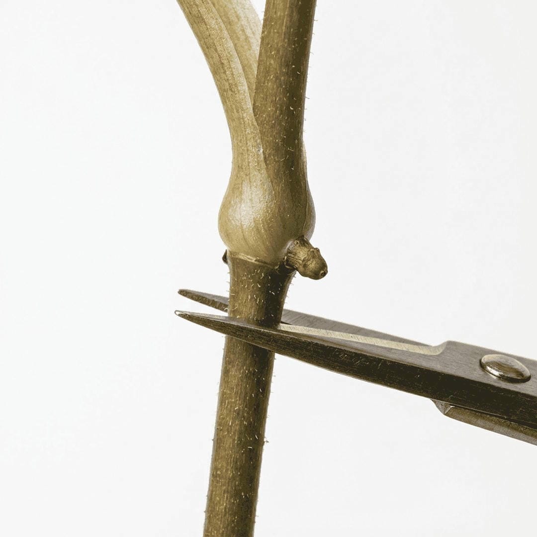 Close up of a Philodendron node showing where to cut