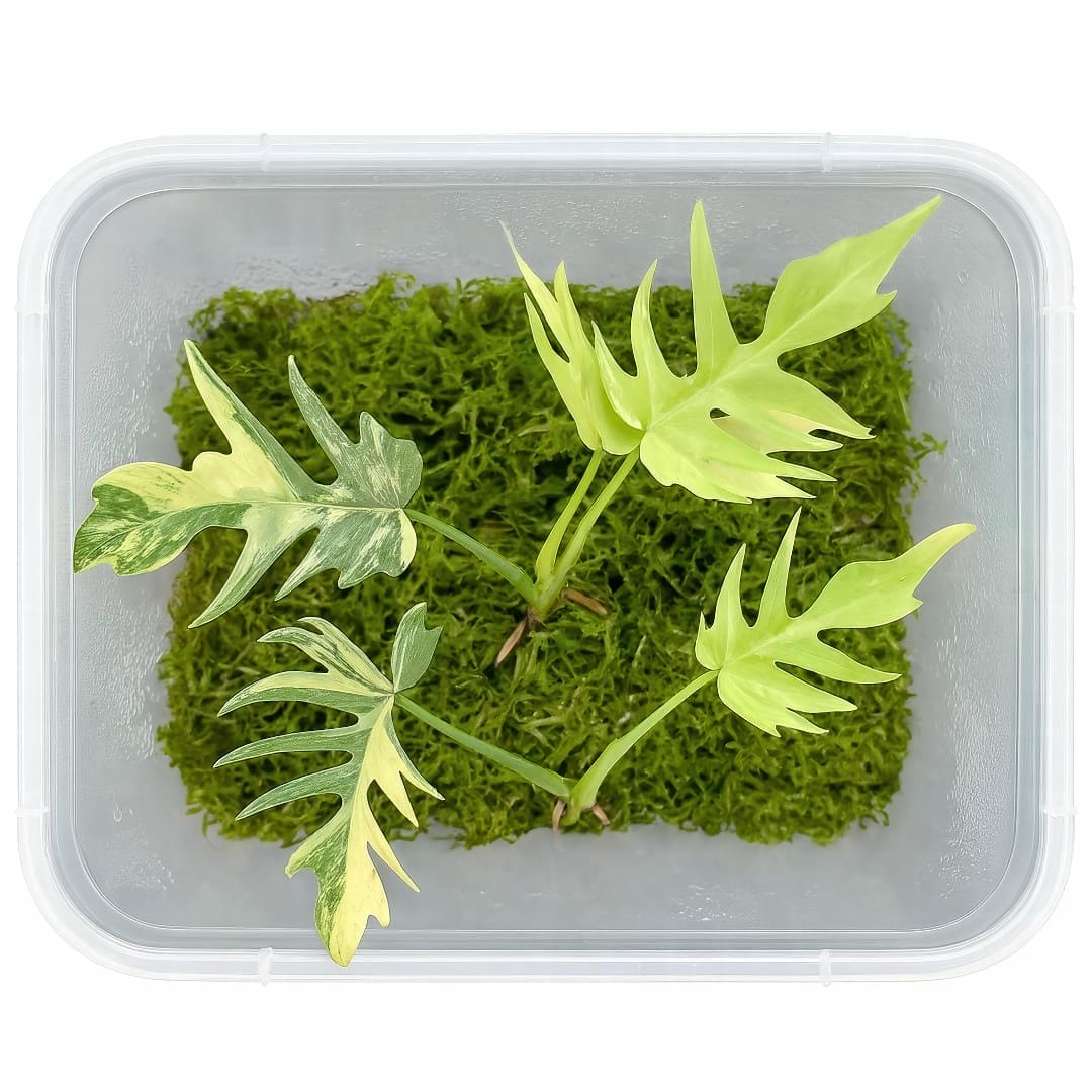 Several node cuttings of a Philodendron Florida Beauty x Tortum resting in a clear propagation box filled with damp sphagnum moss.