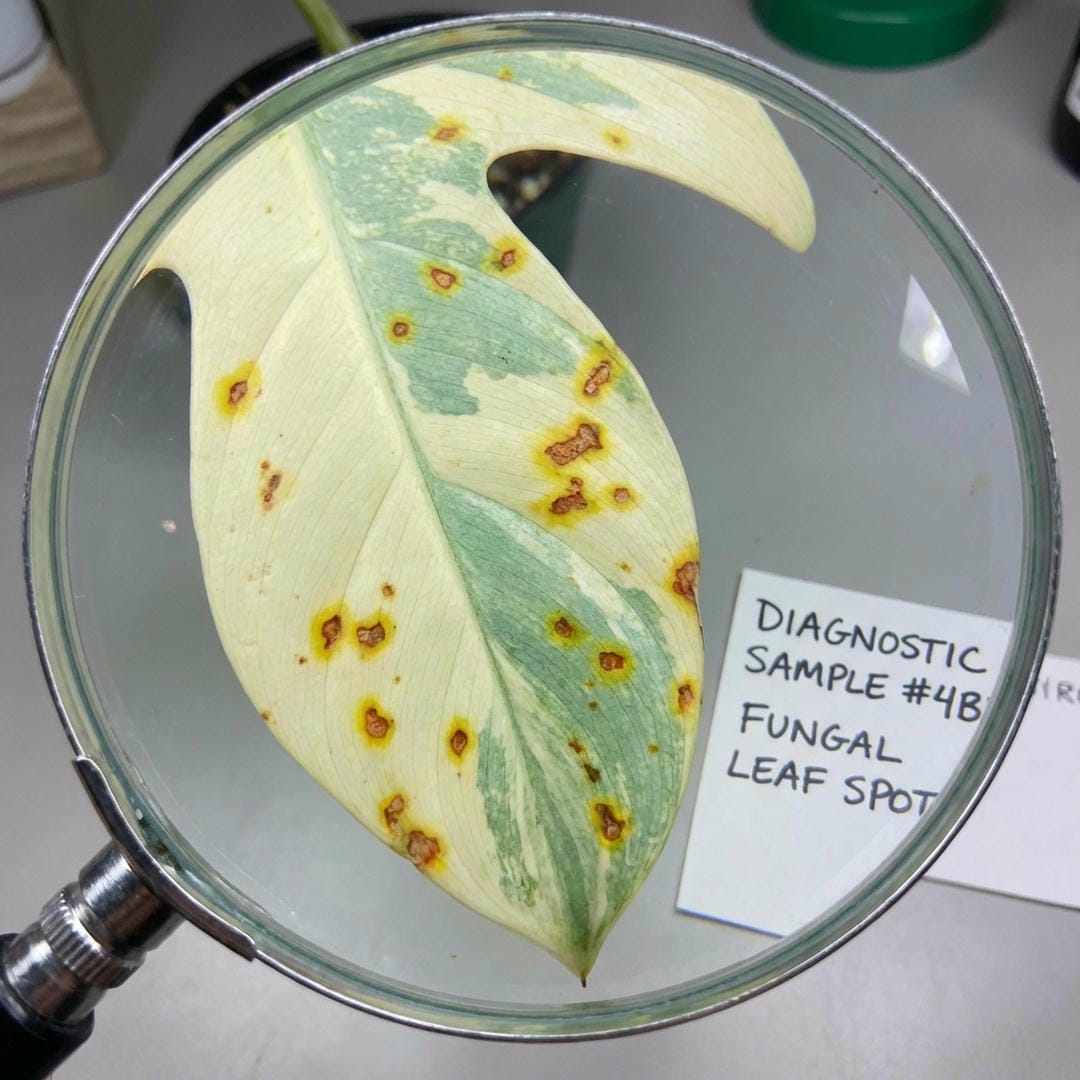 Small rust-colored spots with yellow halos on the leaf