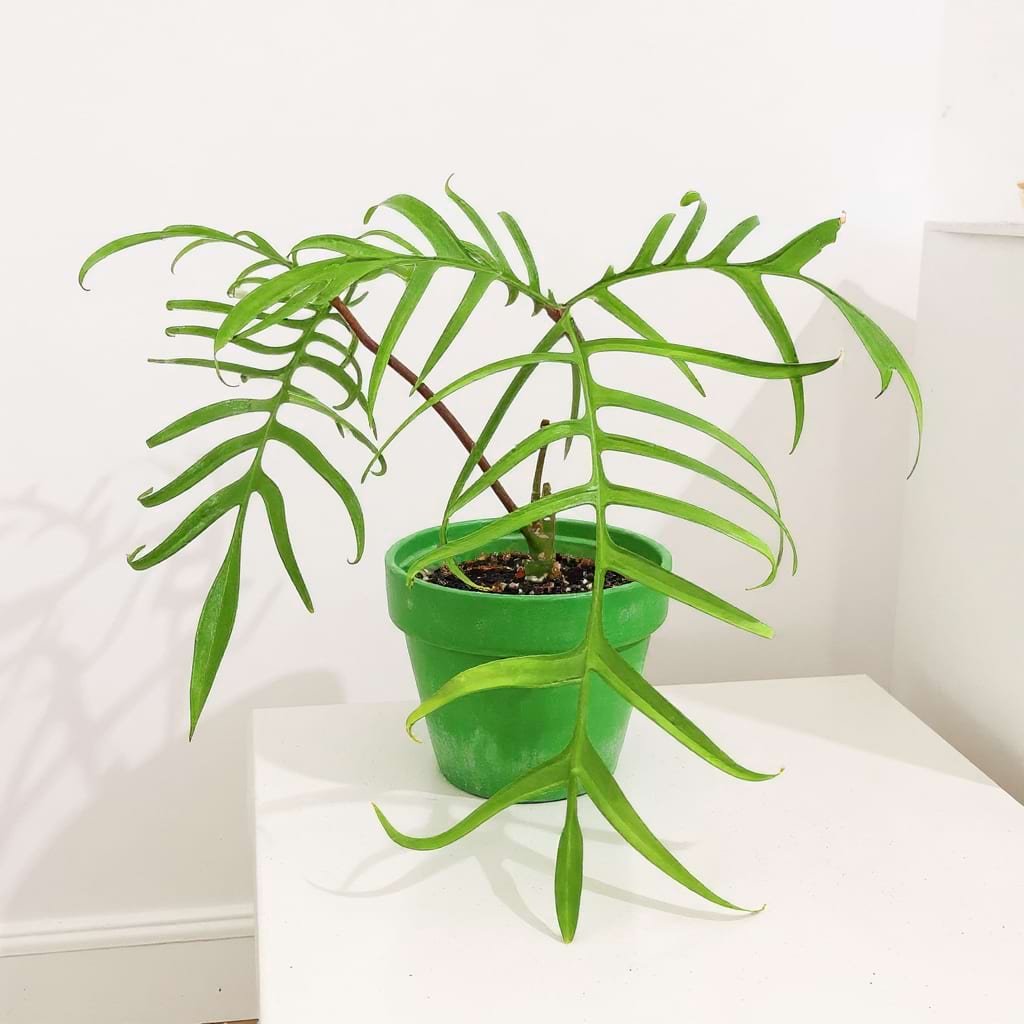 Complete Guide to Philodendron Polypodioides Care and Growth