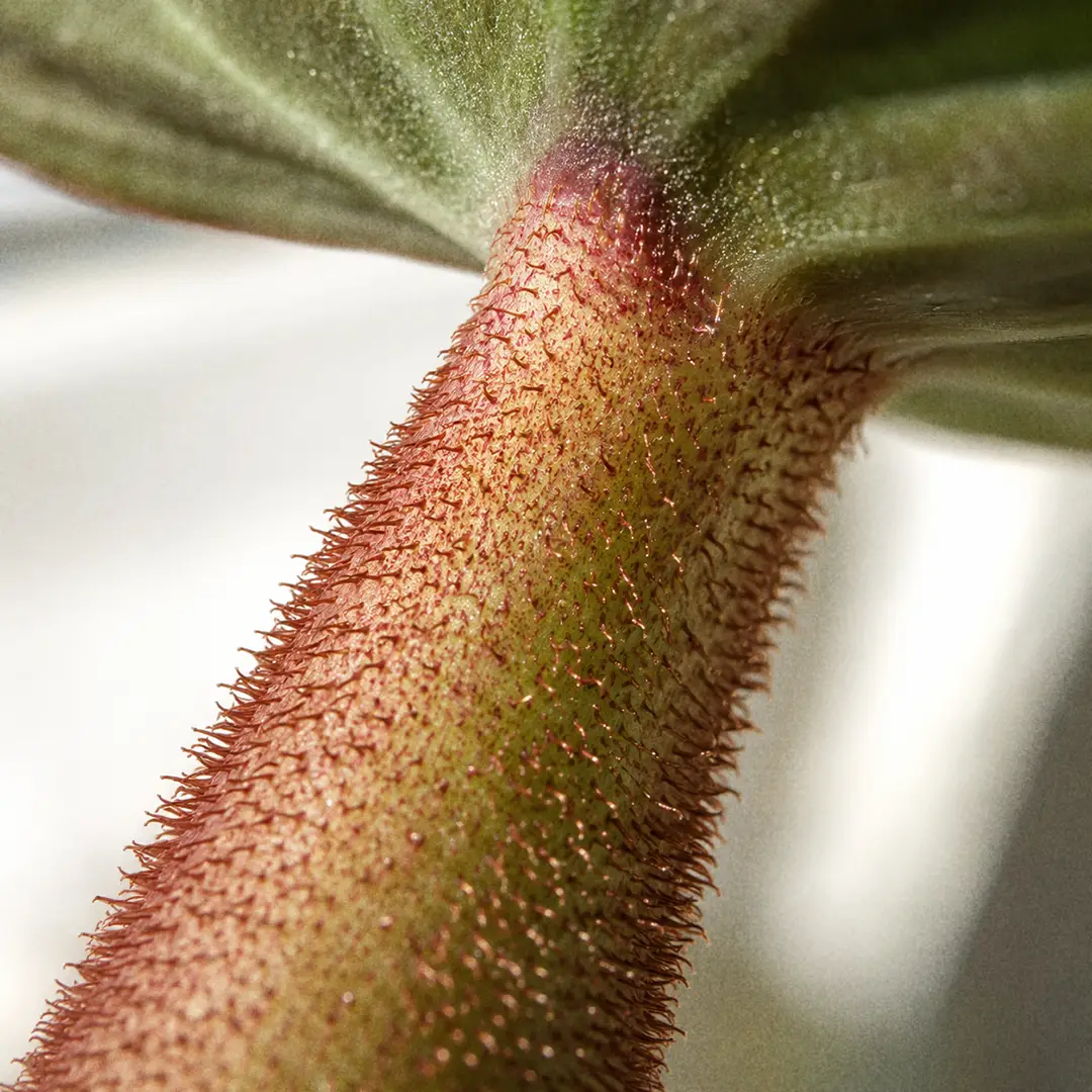 A macro close-up of the Philodendron Verrucosum petiole showing dense soft reddish bristly hairs covering the leaf stalk where it meets the velvety leaf blade