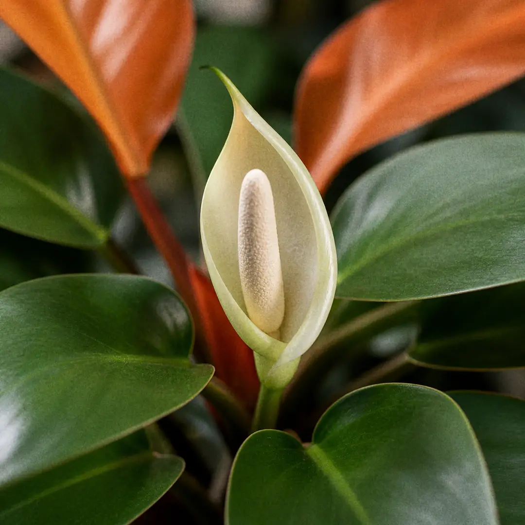 Macro close-up of a rare Prince of Orange Philodendron inflorescence with a pale greenish spathe wrapping a cream spadix, set against blurred glossy green foliage