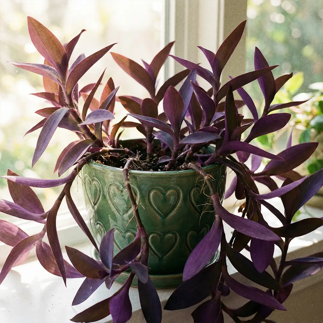 Purple Heart