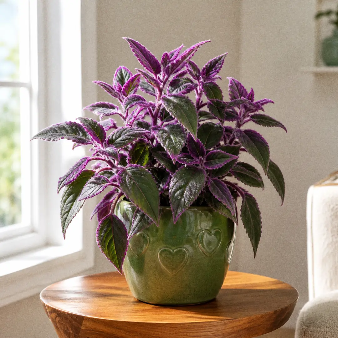 Purple Passion Plant