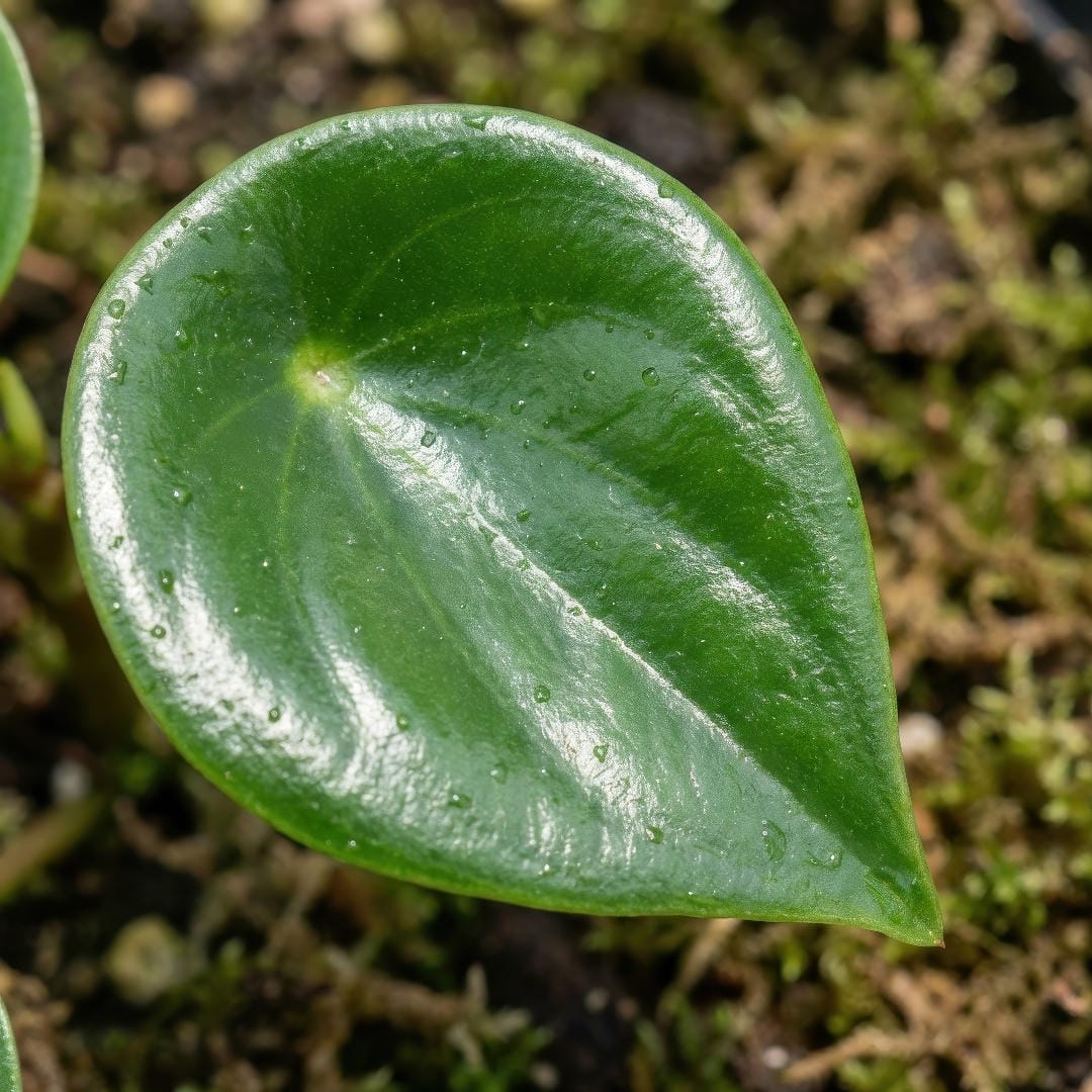 Close-up of a glossy Raindrop Peperomia leaf showing smooth surface and pointed teardrop shape.