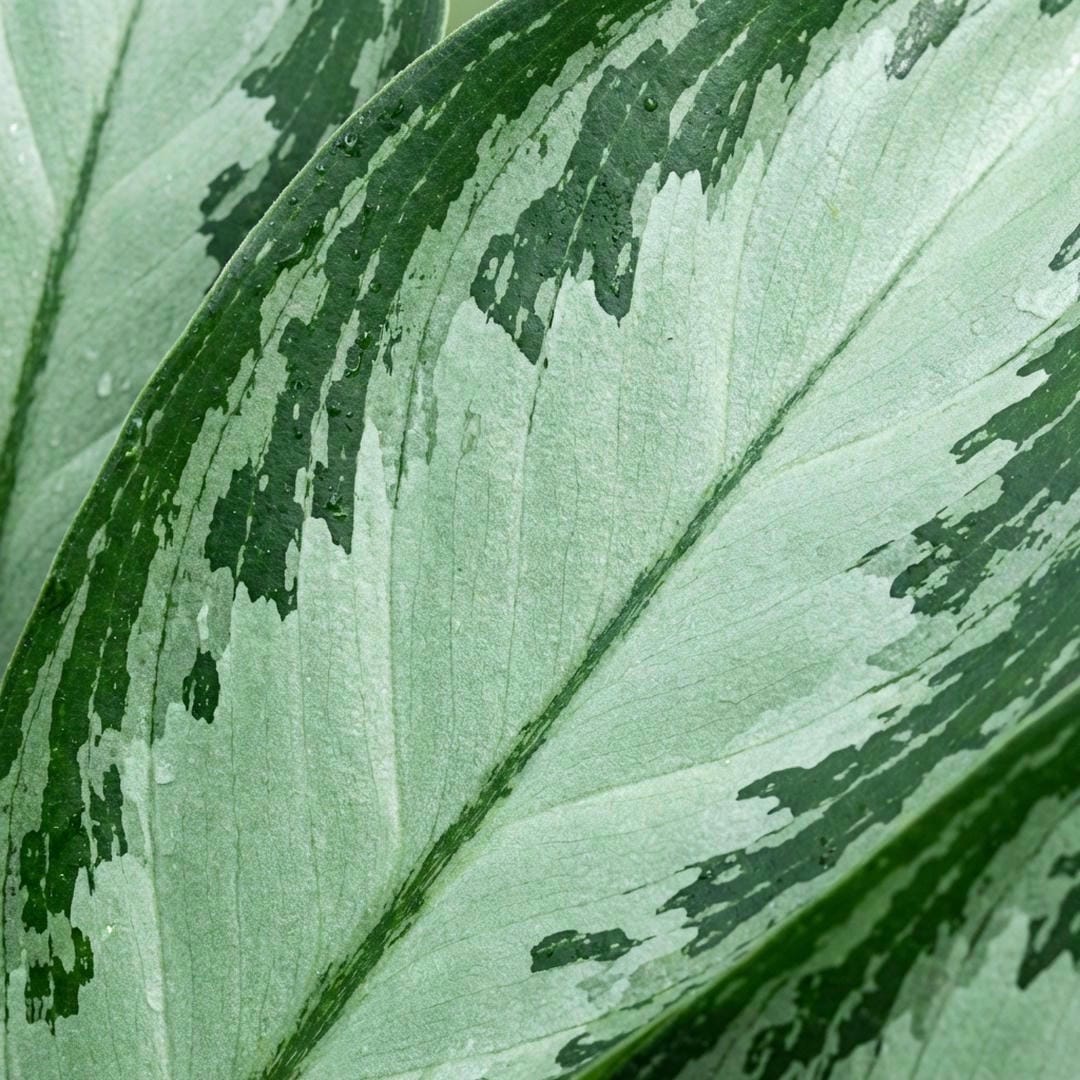 Macro shot showing the science of the variegation.