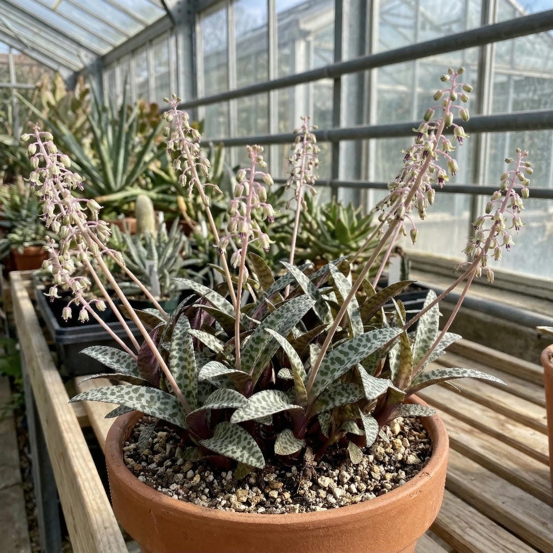 Silver Squill in bloom with narrow spotted leaves below slender pink flower stems carrying many small greenish white flowers.