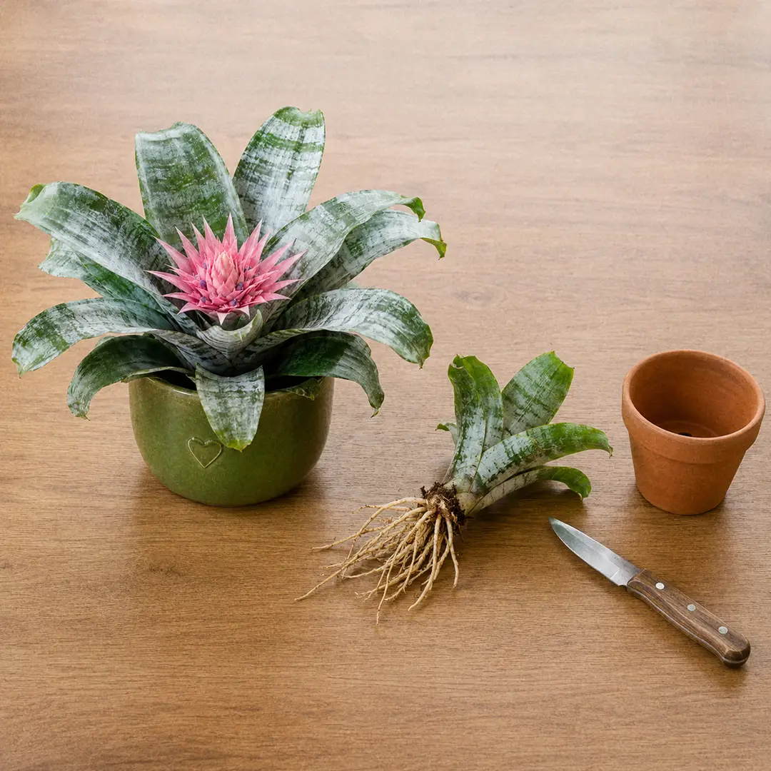 A Silver Vase Plant being divided on a workbench, with a mother plant on the left and a young pup on the right separated cleanly with its own roots, beside a green ceramic pot with a heart motif holding the parent rosette