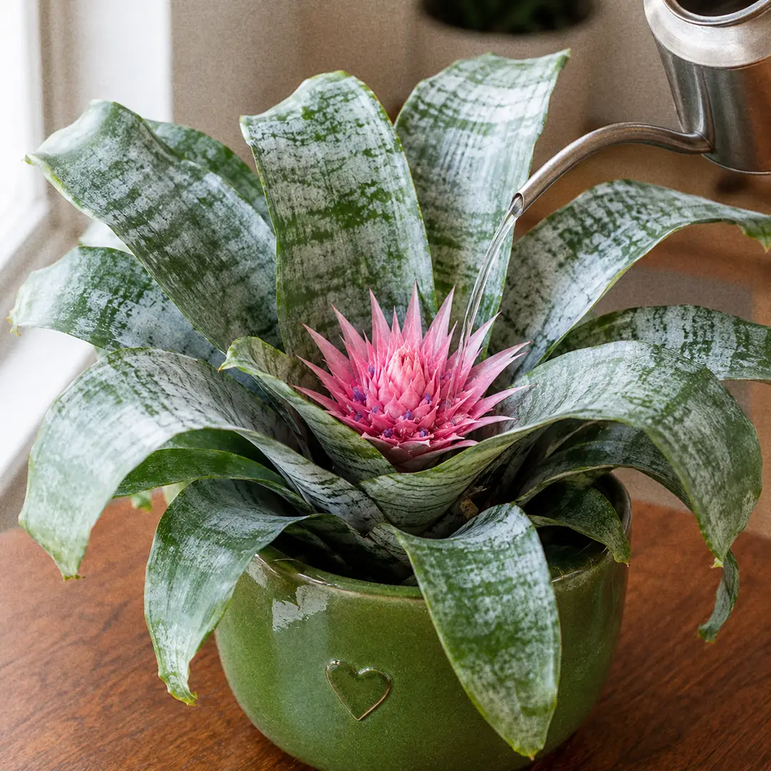 A close-up of a slender-spouted watering can pouring fresh water into the central cup of a Silver Vase Plant in a green ceramic pot with a heart motif, the silver-banded arching leaves catching soft window light