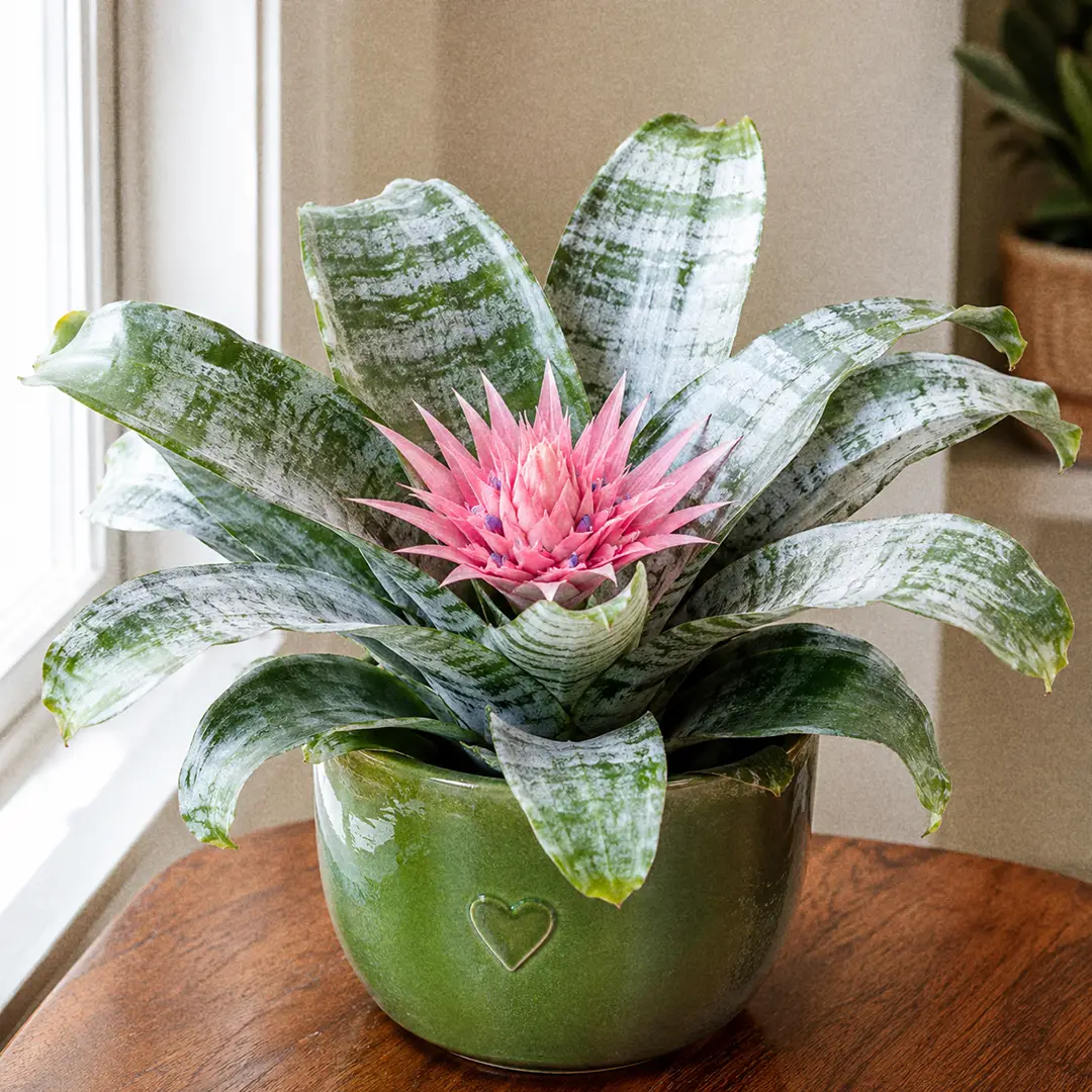 Silver Vase Plant
