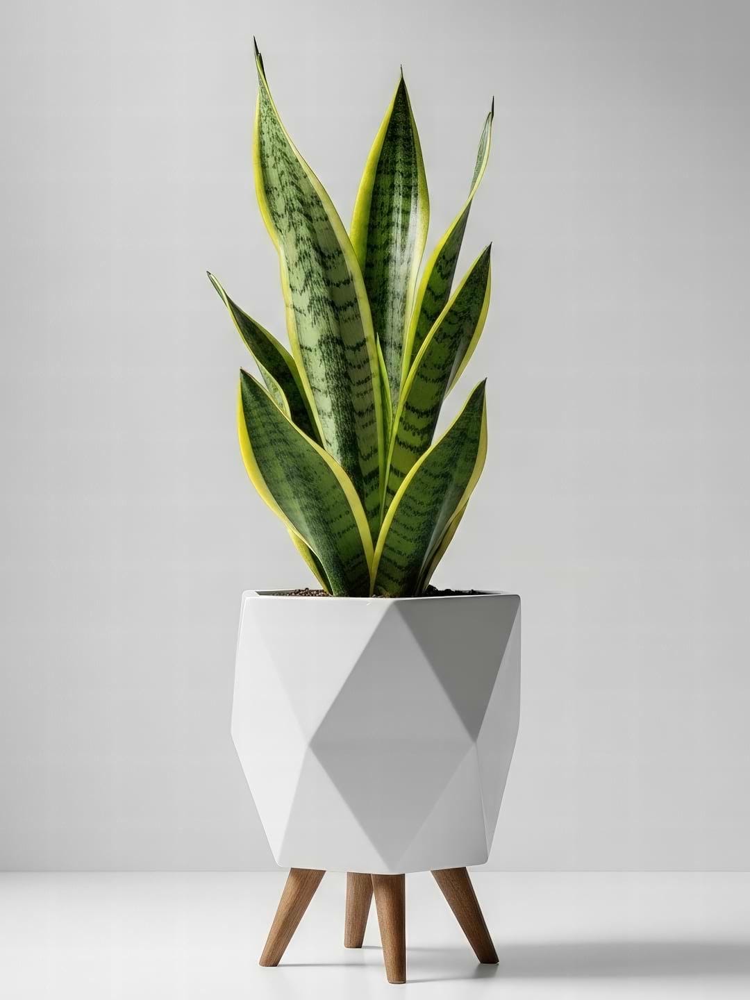 Complete Guide to Snake Plant Care and Growth