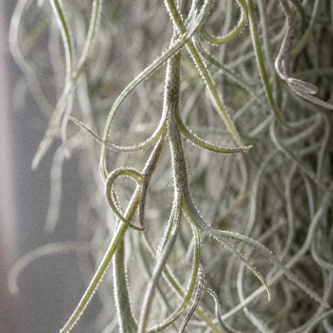 A macro close-up of Spanish Moss strands showing the fine silver-grey scale leaves covered in trichomes, with individual segments linked end to end into a hanging chain against a softly blurred background