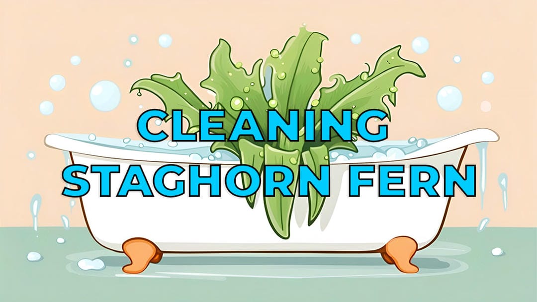 A Comprehensive Guide to Cleaning Staghorn Ferns