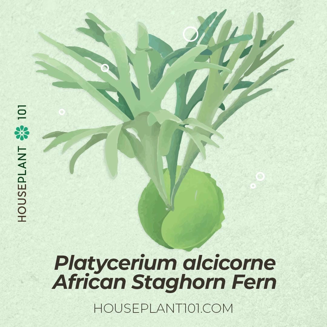Platycerium alcicorne (African Staghorn Fern) with broad antler fronds