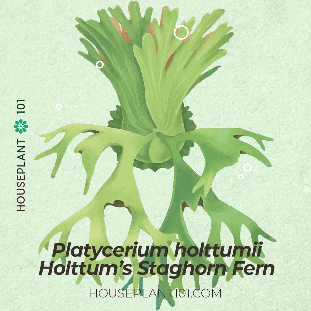 Platycerium holttumii (Holttum’s Staghorn Fern) with thick upright fronds