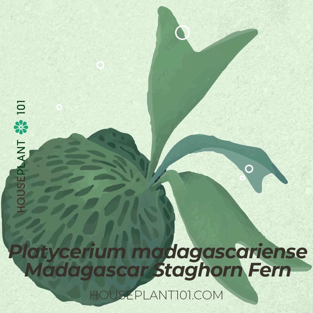 Platycerium madagascariense (Madagascar Staghorn Fern) with fuzzy fronds